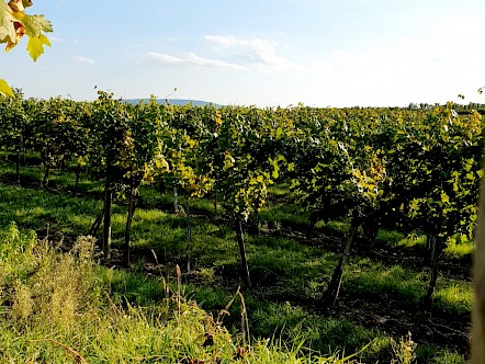 Vigne´s Weingarten